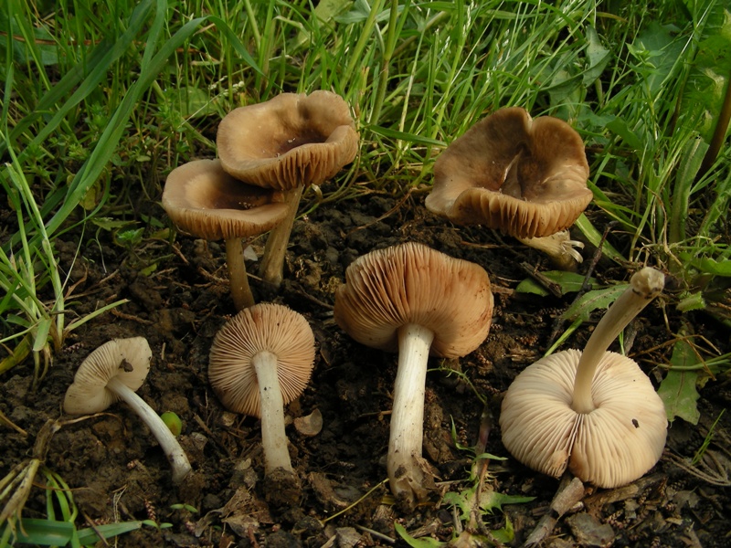 Escursione al parco dei cedri